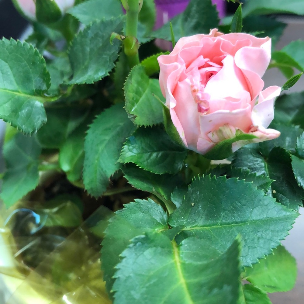 Meet your Posher, Rochelle